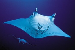 Amazing encounters with the manta rays.