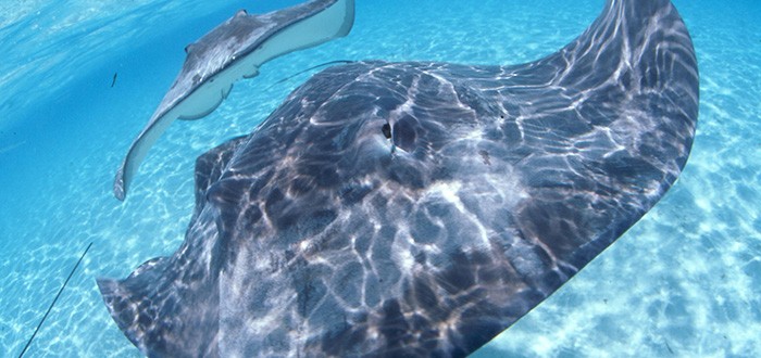 Swimming with wild rays