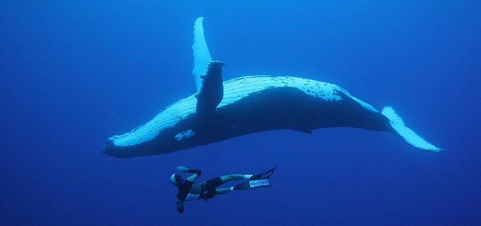 Whale Watching Safari