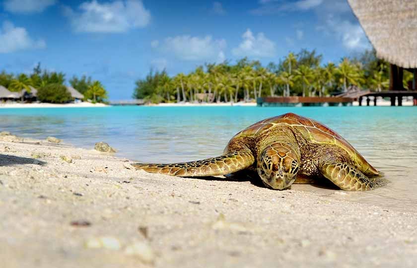 ultimate all inclusive retreat at le meridien bora bora with meals