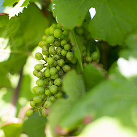 Grapes from the islands of Tahiti