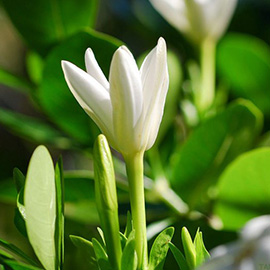 Tahitian flower - Tiare Tahiti