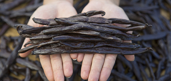 Vanilla from Taha'a